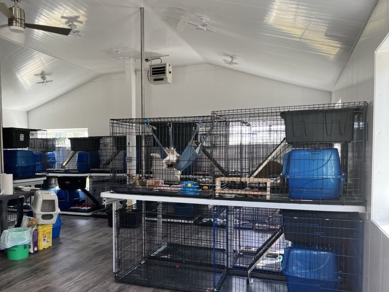 Cats Staying warm inside of a SIP Built Rescue Center Cats Staying warm inside of a SIP Built Rescue Center